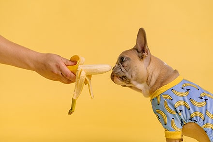 French Bulldog being fed a banana